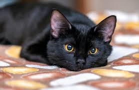 Gato preto