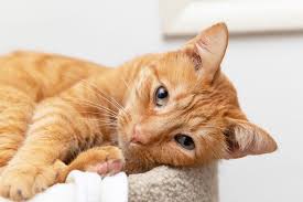 Gato laranjao